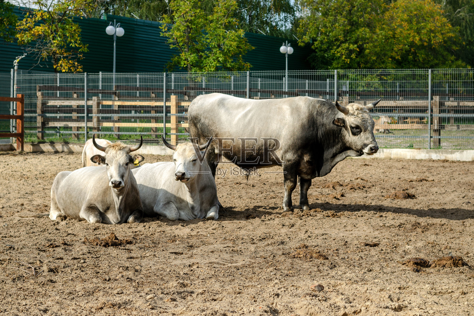 农场或动物园里栅栏里饲养牲畜的公牛和母牛。照片摄影