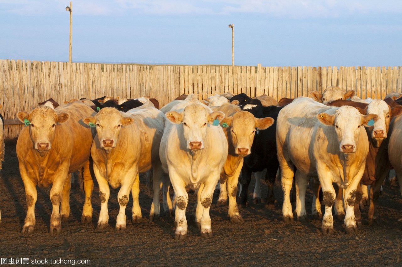 在加拿大的日落/阿尔伯塔省,牲畜杂交饲养的牛