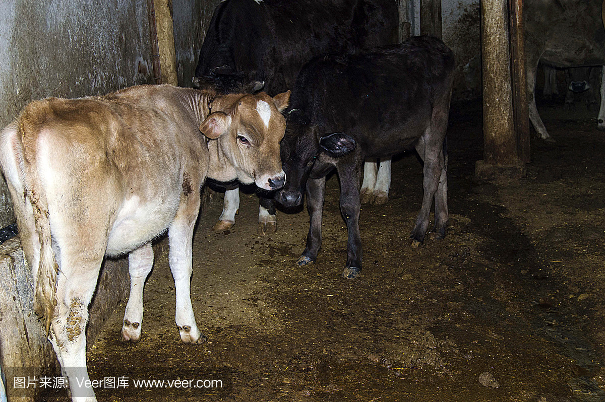 奶牛和小牛在牧场吃食物,奶牛饲养,最美丽的奶牛画,