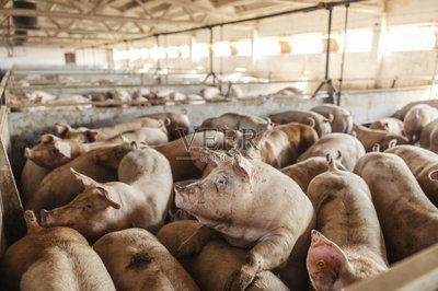 养猪场里有许多成年猪。牲畜饲养。肉类工业和农业。摄影