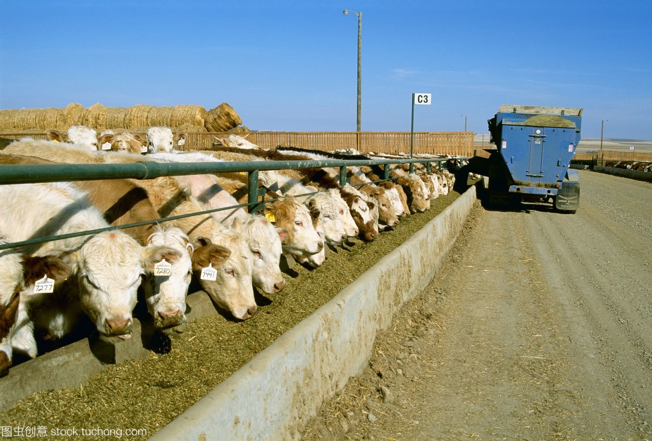 在加拿大萨斯喀彻温省萨斯喀彻温省的一个饲养场,牲畜混合饲养牲畜喂饲料。