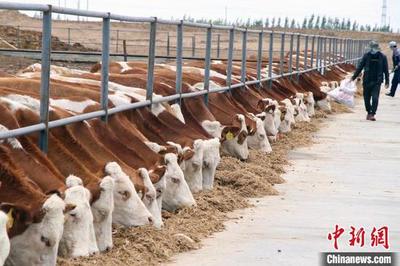 新疆阿勒泰与华凌集团共建肉牛养殖基地 促进农牧民增收致富