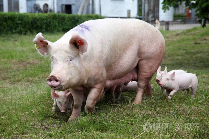 5478*3652px发票合同问题/小猪动物场猪场景在喂养特写猪在一家工厂
